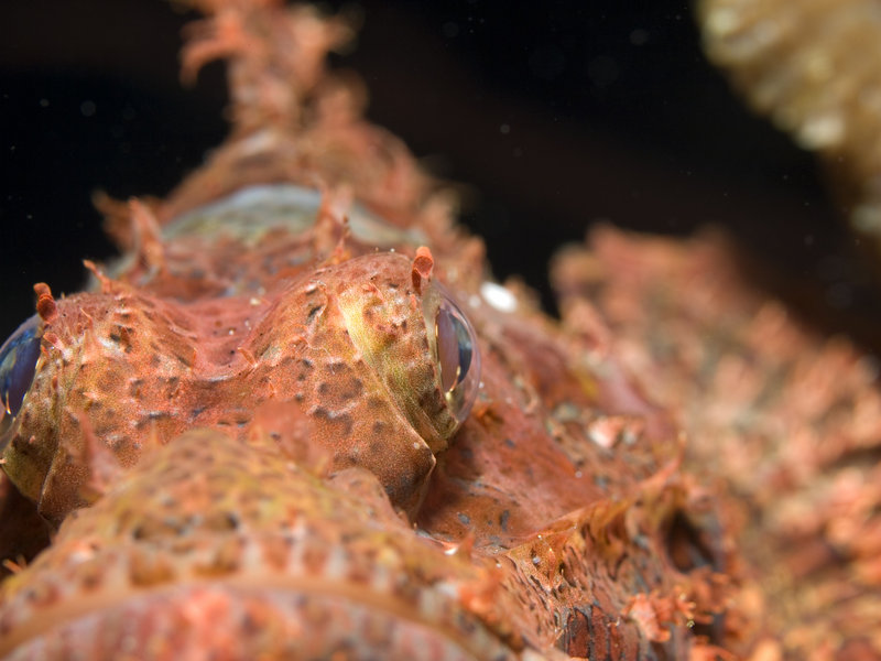 Scorpion Fish, Ko Ha